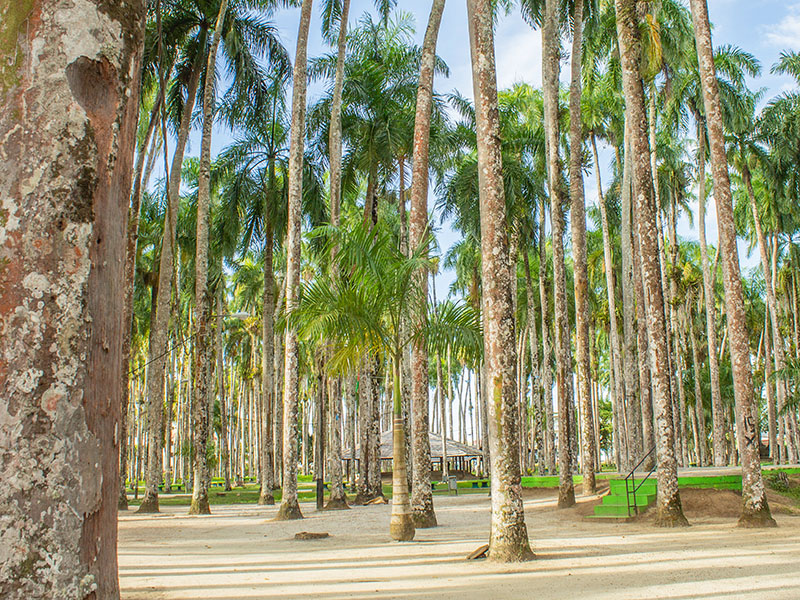 Palmentuin-Paramaribo.jpg